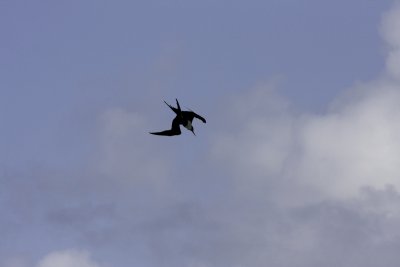 MagnificentFrigatebirdDiving2.tif