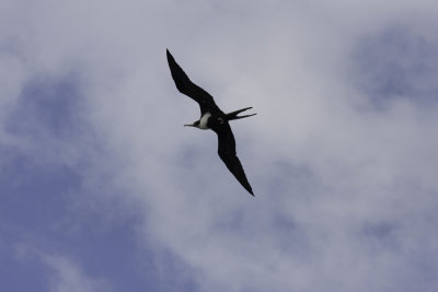 MagnificentFrigatebirdFlying1.jpg