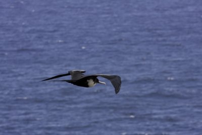 MagnificentFrigatebirdFlying2.jpg