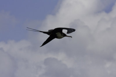 MagnificentFrigatebirdFlying3.jpg