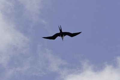 MagnificentFrigatebirdFlying4.jpg