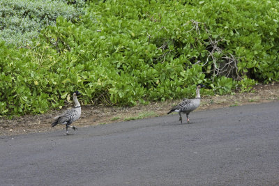 Nene-HawaiianGeese.jpg