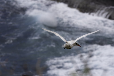 RedTailedTropicbird1.jpg