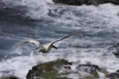 RedTailedTropicbird2.jpg