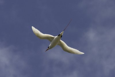 RedTailedTropicbird3.jpg