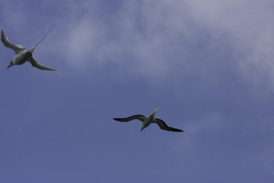 Shearwater&Tropicbird.jpg