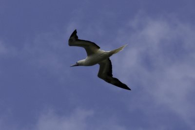 Shearwater1.jpg