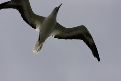 Shearwater2.jpg