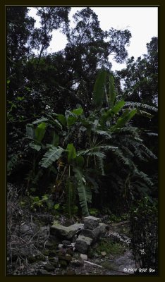 10 Papaya Tree.jpg