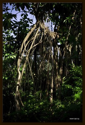 Indian Rubber Tree (Ficus elastica).jpg