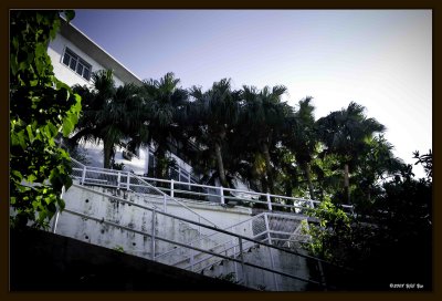 Palm Fencing.jpg