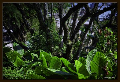 Tree & Shrubs.jpg