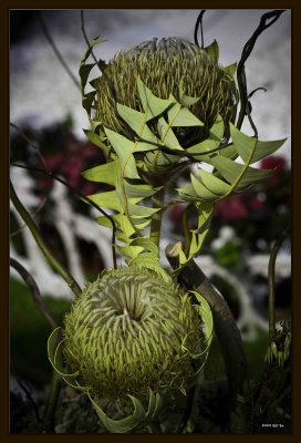 Arrangement 01.jpg