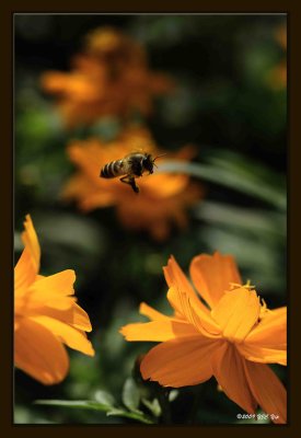 Bee 01.jpg