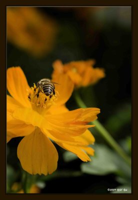 Bee 02.jpg