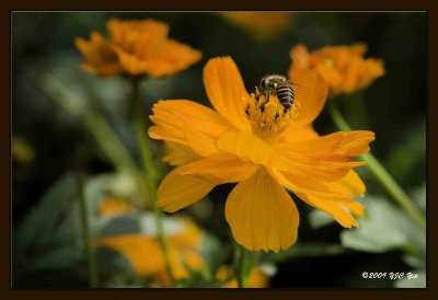 Bee 03.jpg