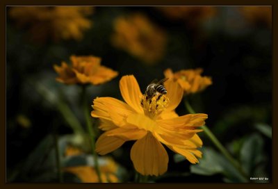 Bee 04.jpg