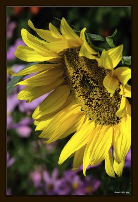 F Sunflower 01.jpg