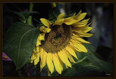 F Sunflower 02.jpg