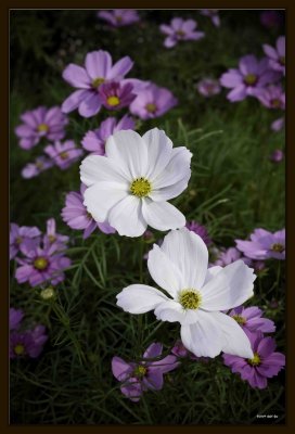 F Common Cosmos 02.jpg