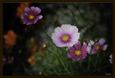 F Common Cosmos 03.jpg