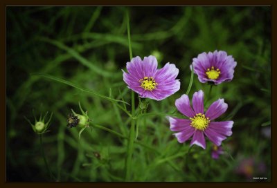 F Common Cosmos 04.jpg