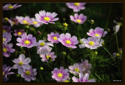 F Common Cosmos 05.jpg
