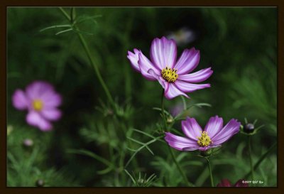 F Common Cosmos 07.jpg