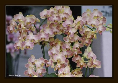 F Orchid 01.jpg