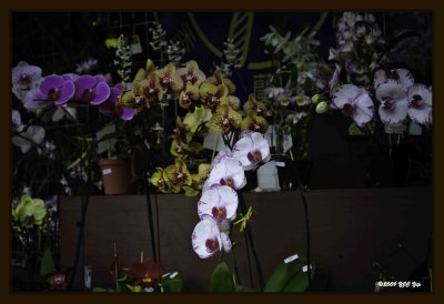 F Orchid 02.jpg