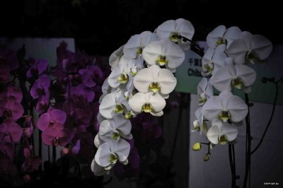 F Orchid 03.jpg