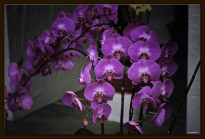 F Orchid 04.jpg