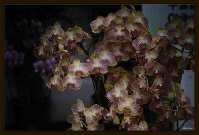 F Orchid 05.jpg