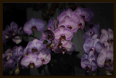 F Orchid 06.jpg