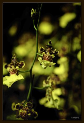 F Orchid 07.jpg