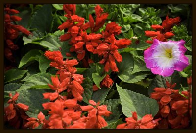F Salvia Splendens 01.jpg