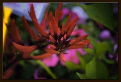 F Salvia Splendens 02.jpg