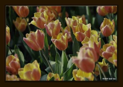 F Tulip 01.jpg