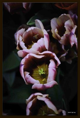F Tulip 03.jpg