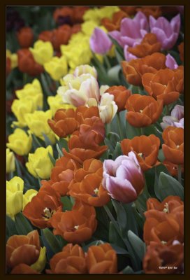 F Tulip 04.jpg