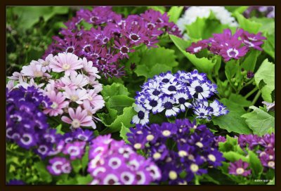 Flower Bed - Common Cosmos 01.jpg