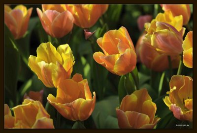 Flower Bed - Tulip 02.jpg