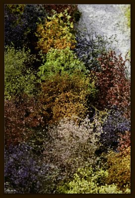Plant 02.jpg