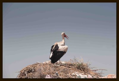 05 White Stork (Ciconia ciconia).jpg