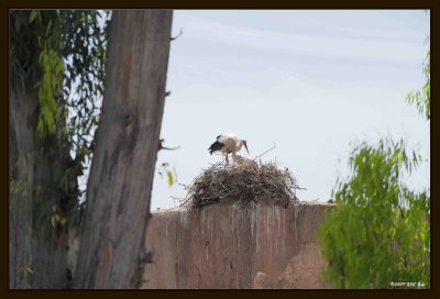 15 White Stork (Ciconia ciconia).jpg