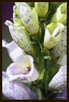 15 Flowers.jpg