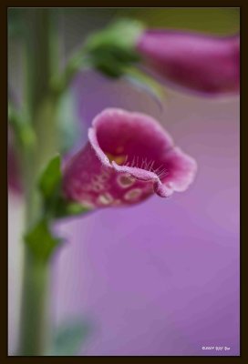 16 Flowers.jpg