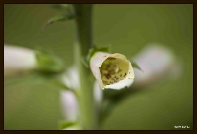 17 Flowers.jpg