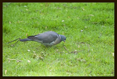 18 Pigeon.jpg