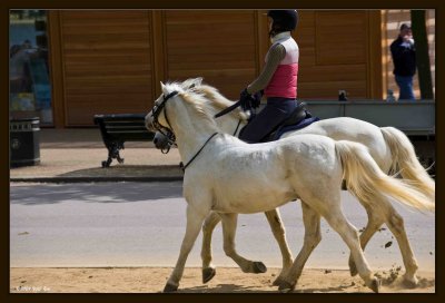 23 Pair of Pony.jpg